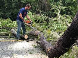 Best Tree and Shrub Care  in Wellton, AZ