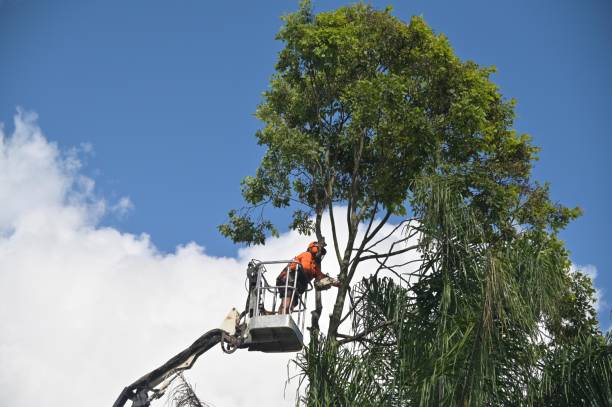 How Our Tree Care Process Works  in  Wellton, AZ