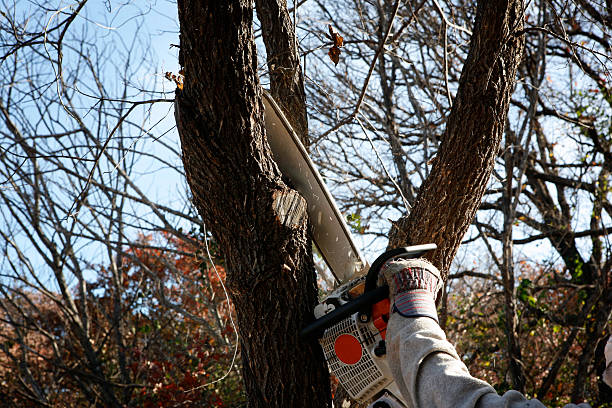 Best Utility Line Clearance  in Wellton, AZ